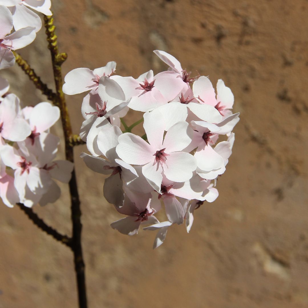 White Cherry Blossom Stem