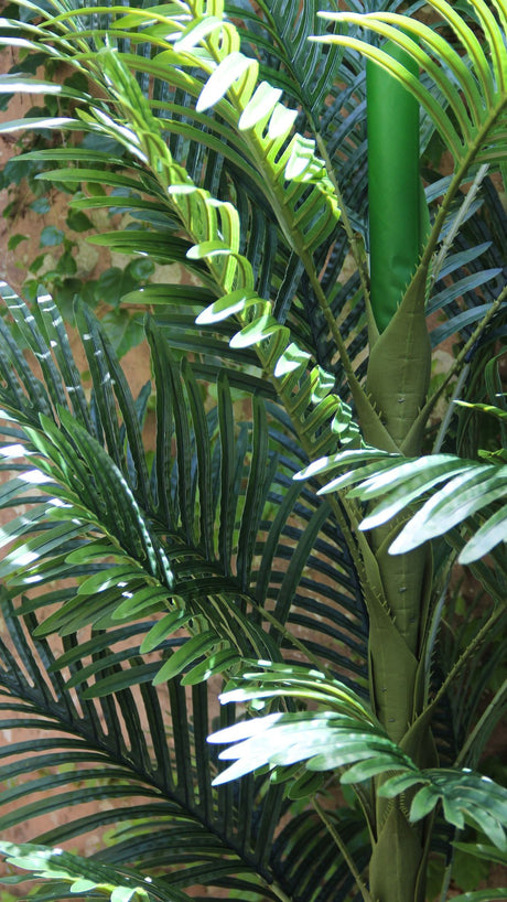 Planta Palma Areca 1,4 Mts