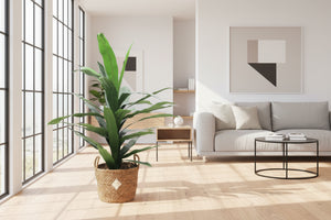 Planta Dracaena 1,20 Mts