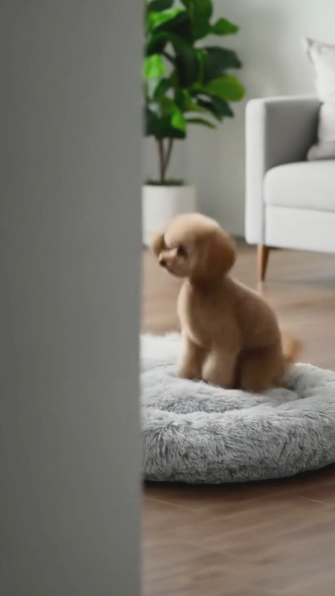 Cama Cozy Dream Gris Chica