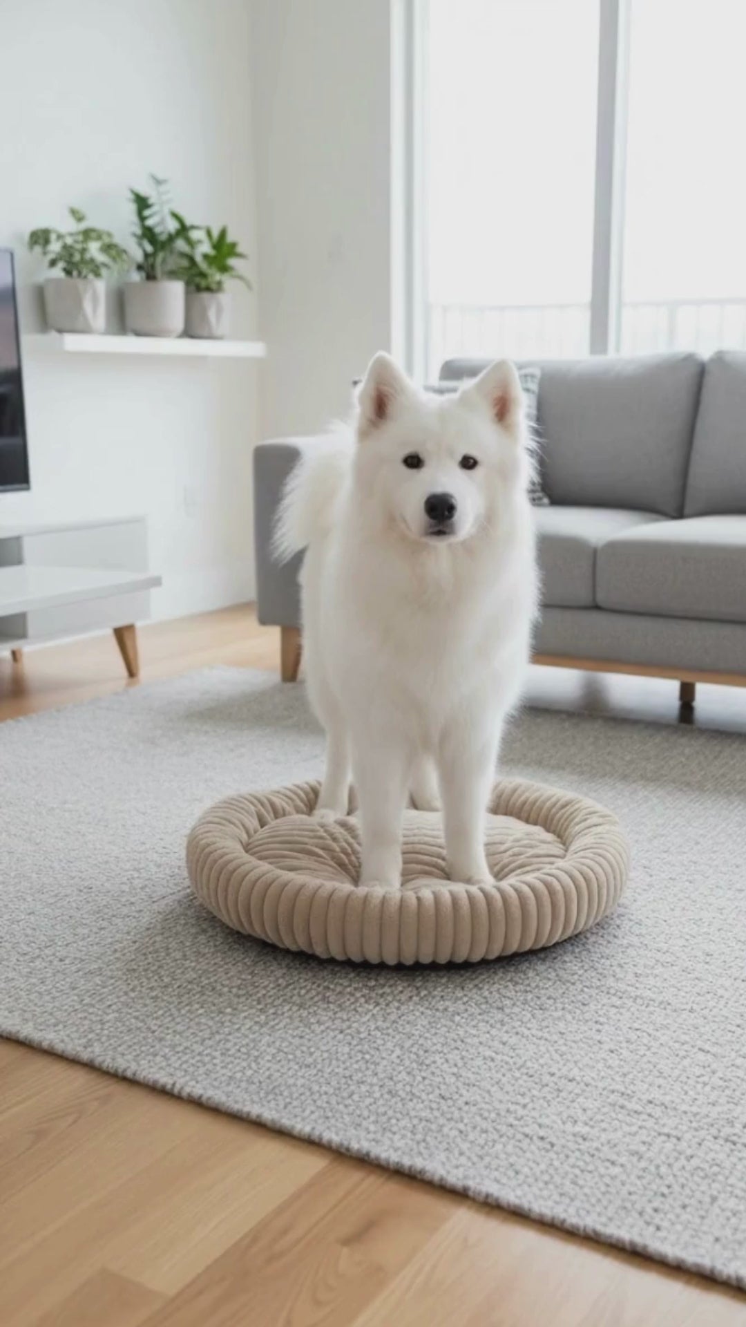 Cama Zen Confort Crema Chica