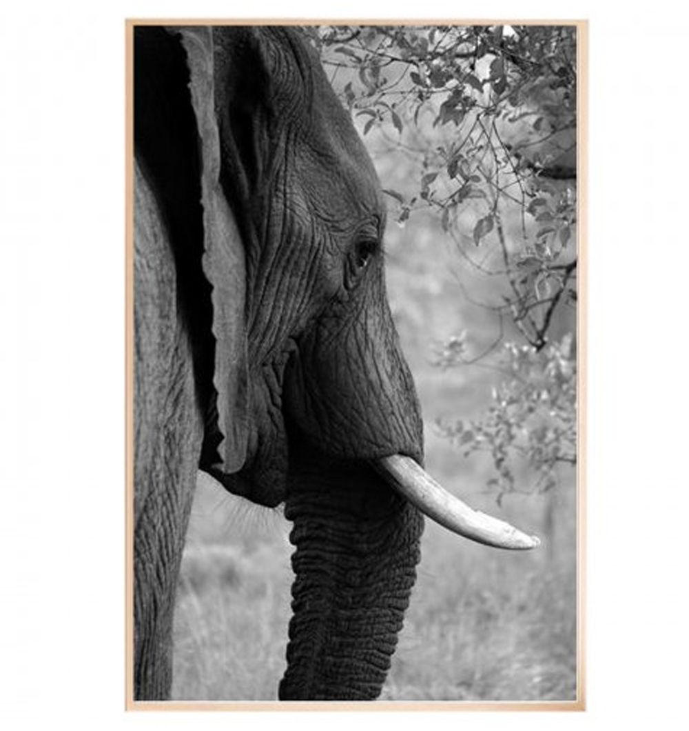 Cuadro Elefante 60x90 cm