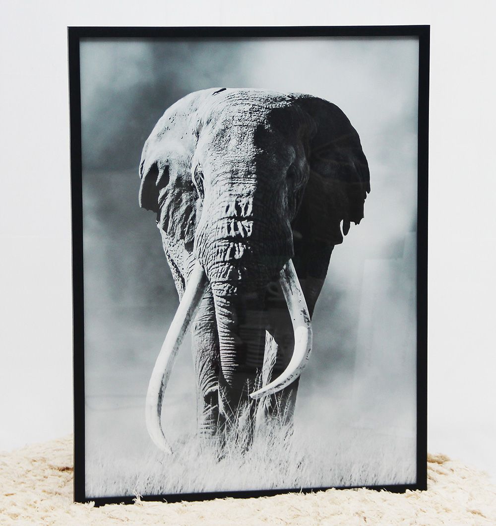 Cuadro Elefante 60x80 cm